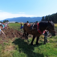 Fête de la patate nouvelle