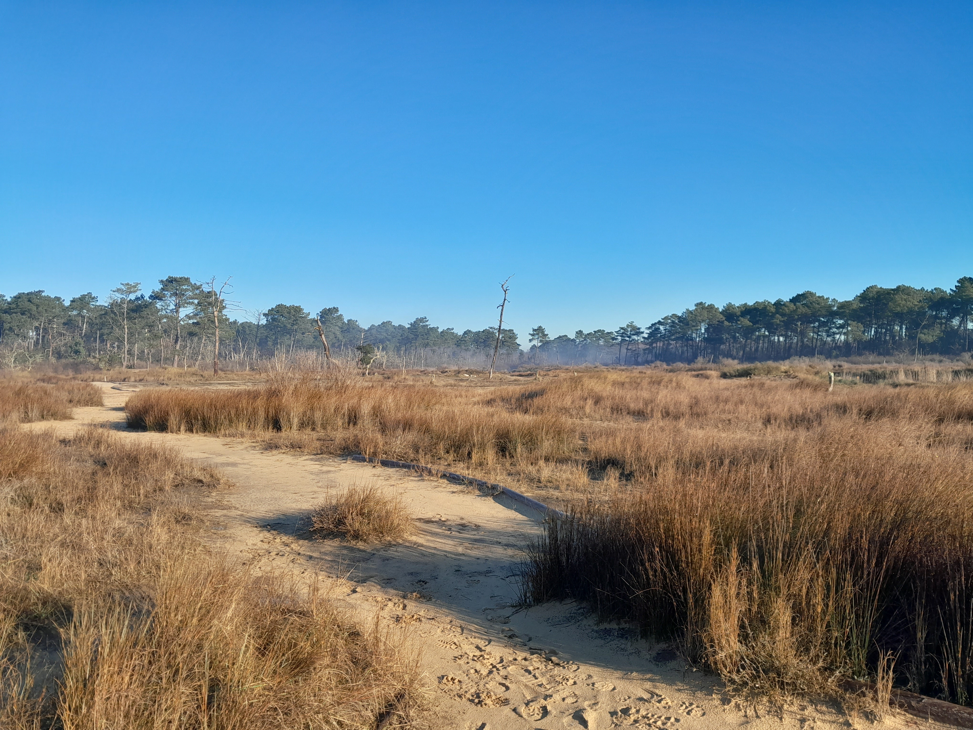 Visite guidée de la Réserve Naturelle Nationale des prés salés d'Arès-Lège