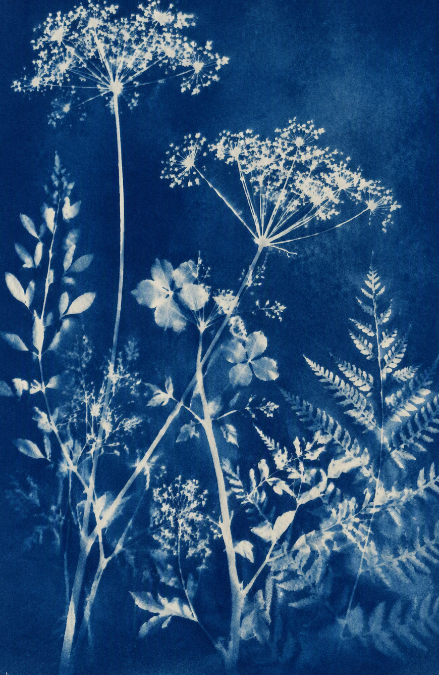 Atelier cyanotype à l’Orangerie