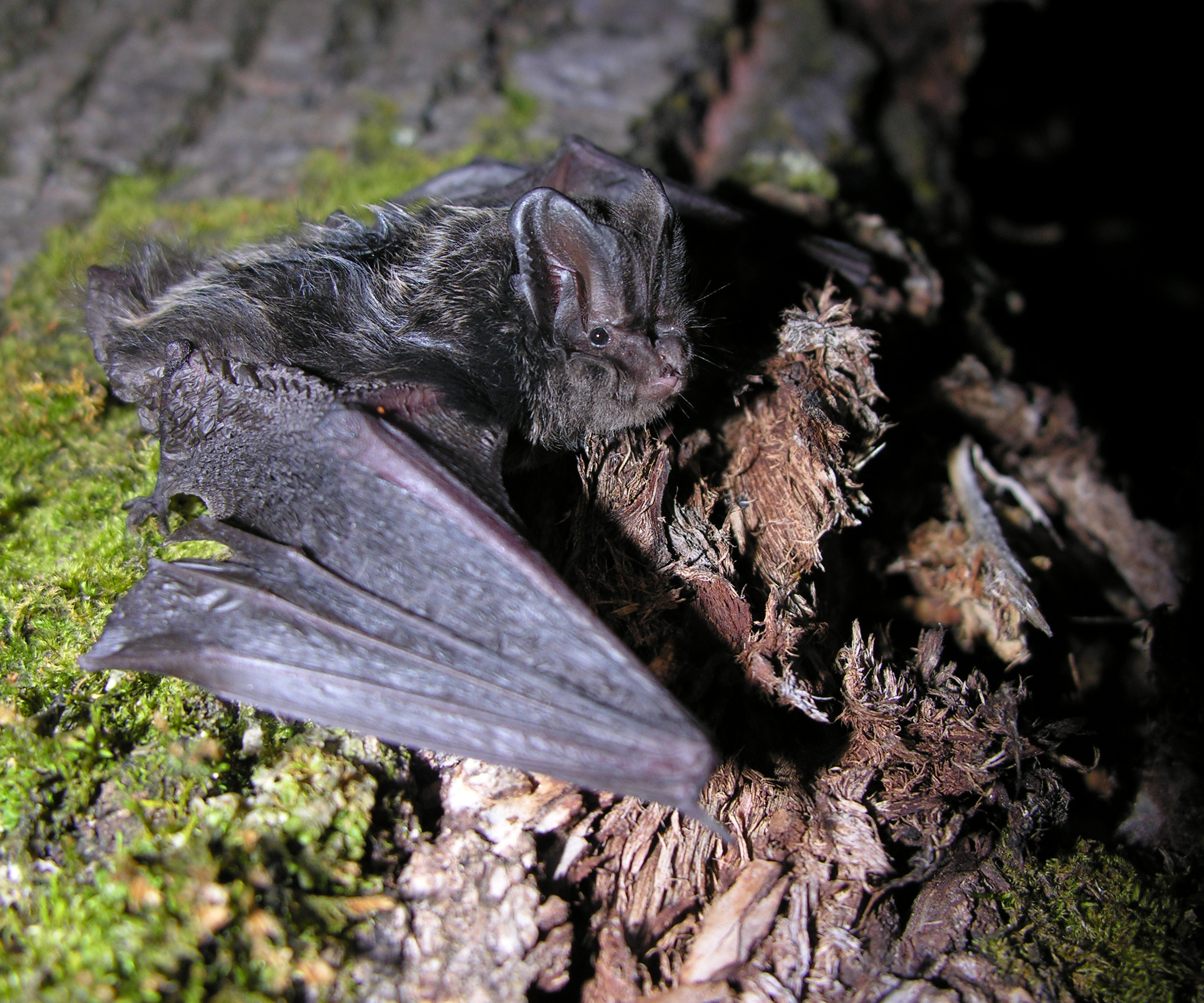Sortie nocturne : Les murmures du crépuscule