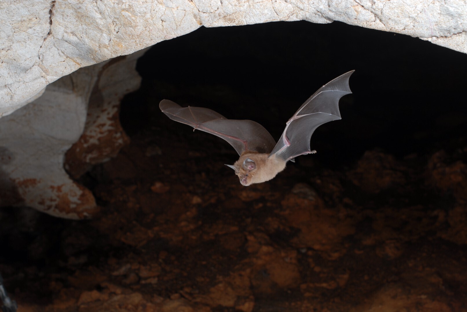 Les chauves-souris à Aubagne