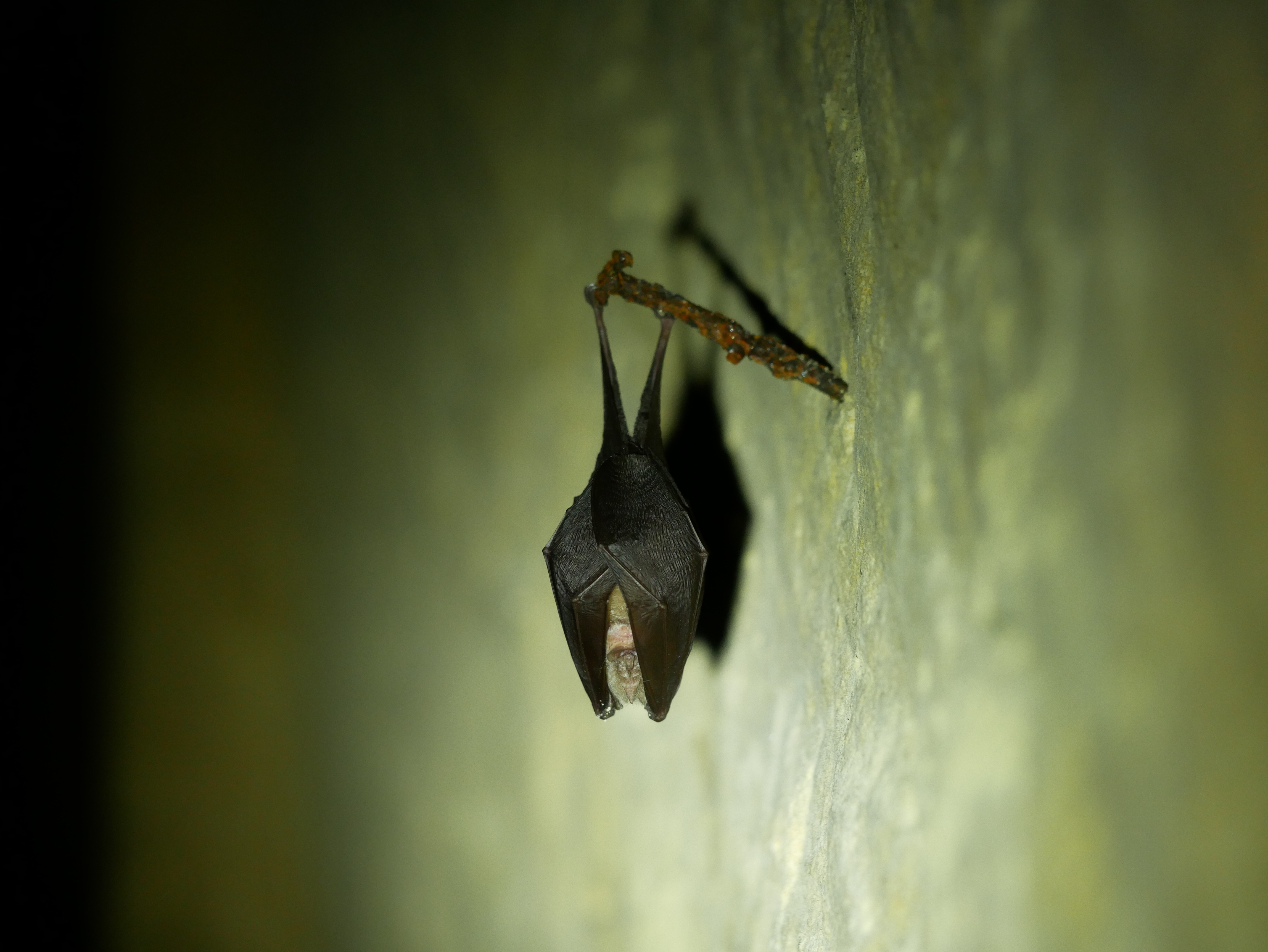 A l'écoute de l'inaudible : découverte des chauves-souris des Tours de Merle