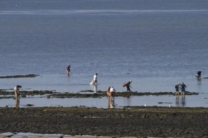 Journée nationale de comptage des pêcheurs à pied