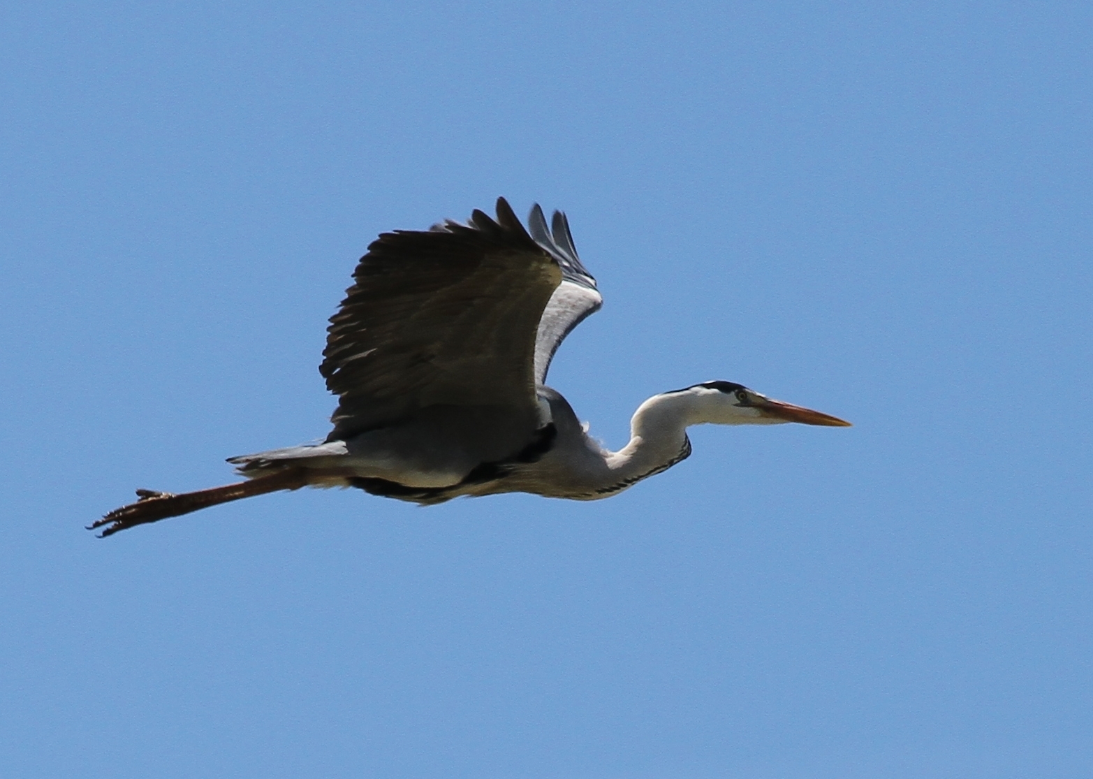 Balade sensorielle et ornithologique