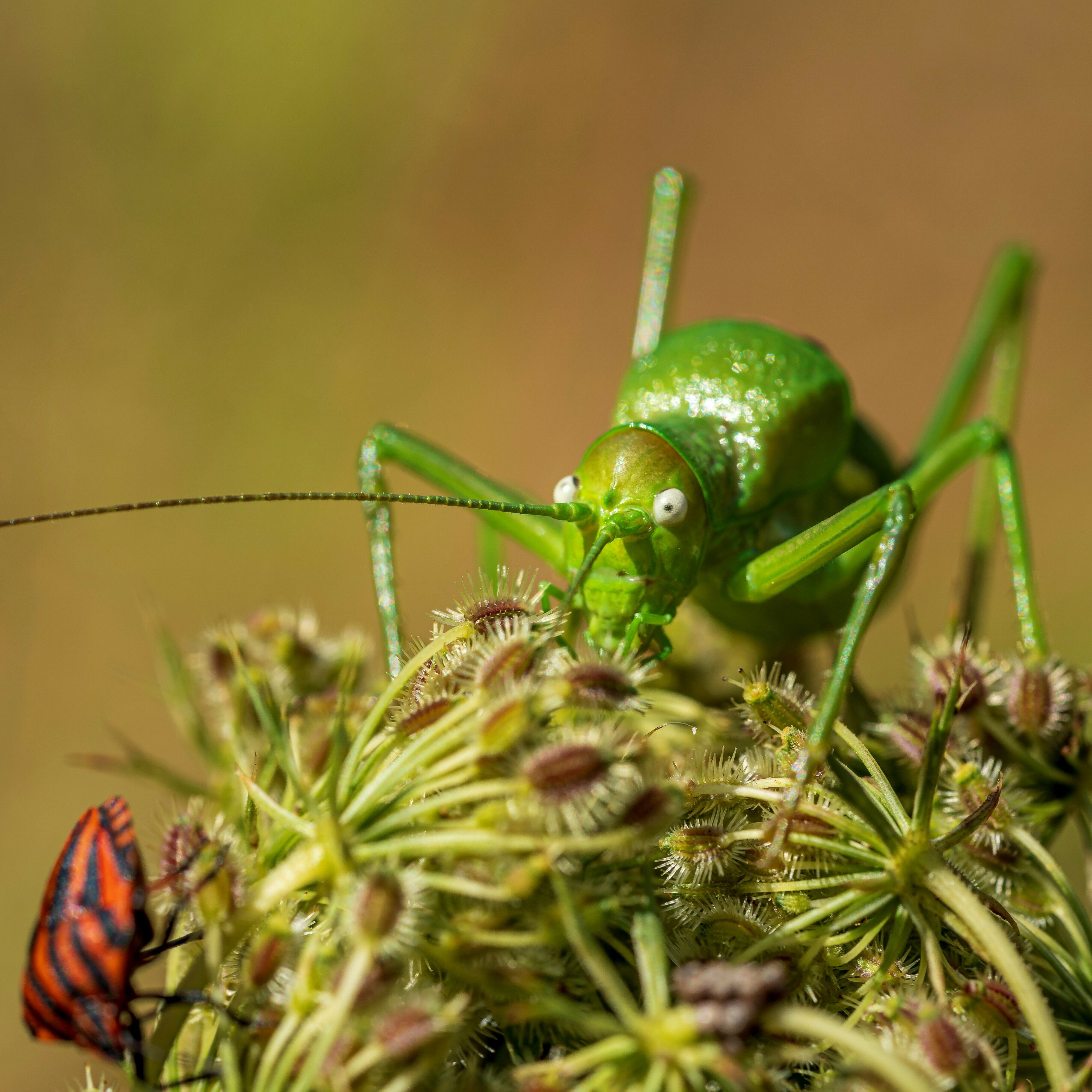 A la découverte des insectes