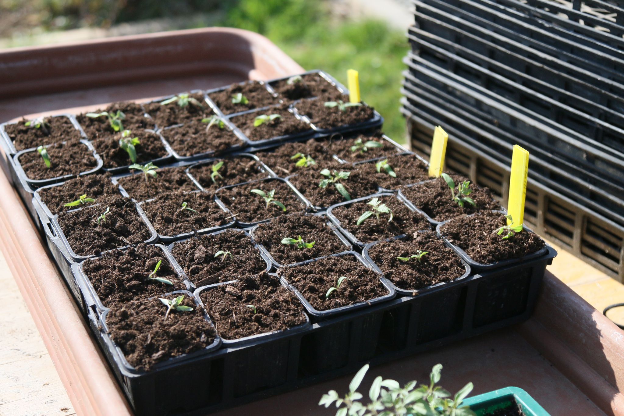 Atelier de multiplication et division de plantes