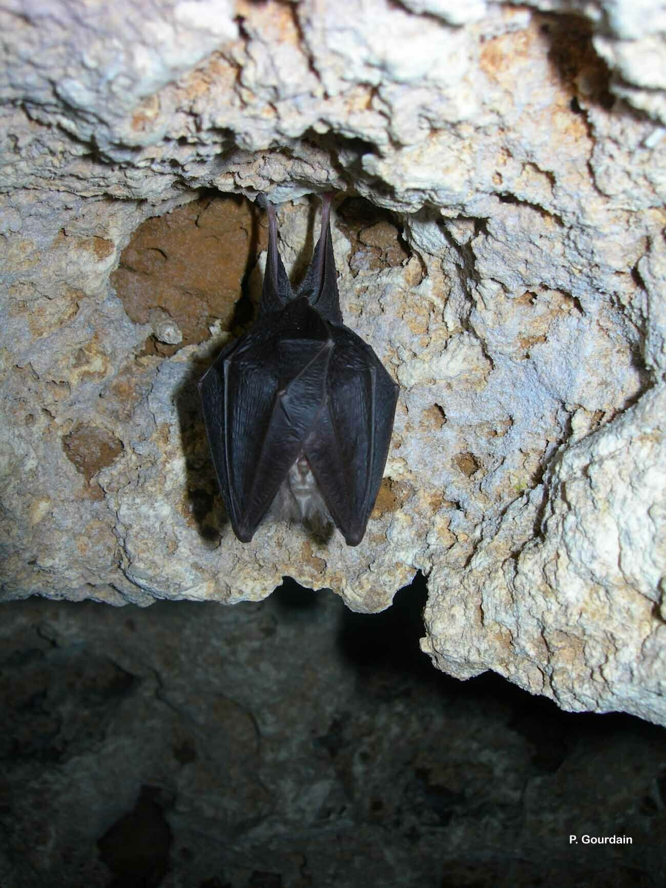 Nuit de la Chauve-souris