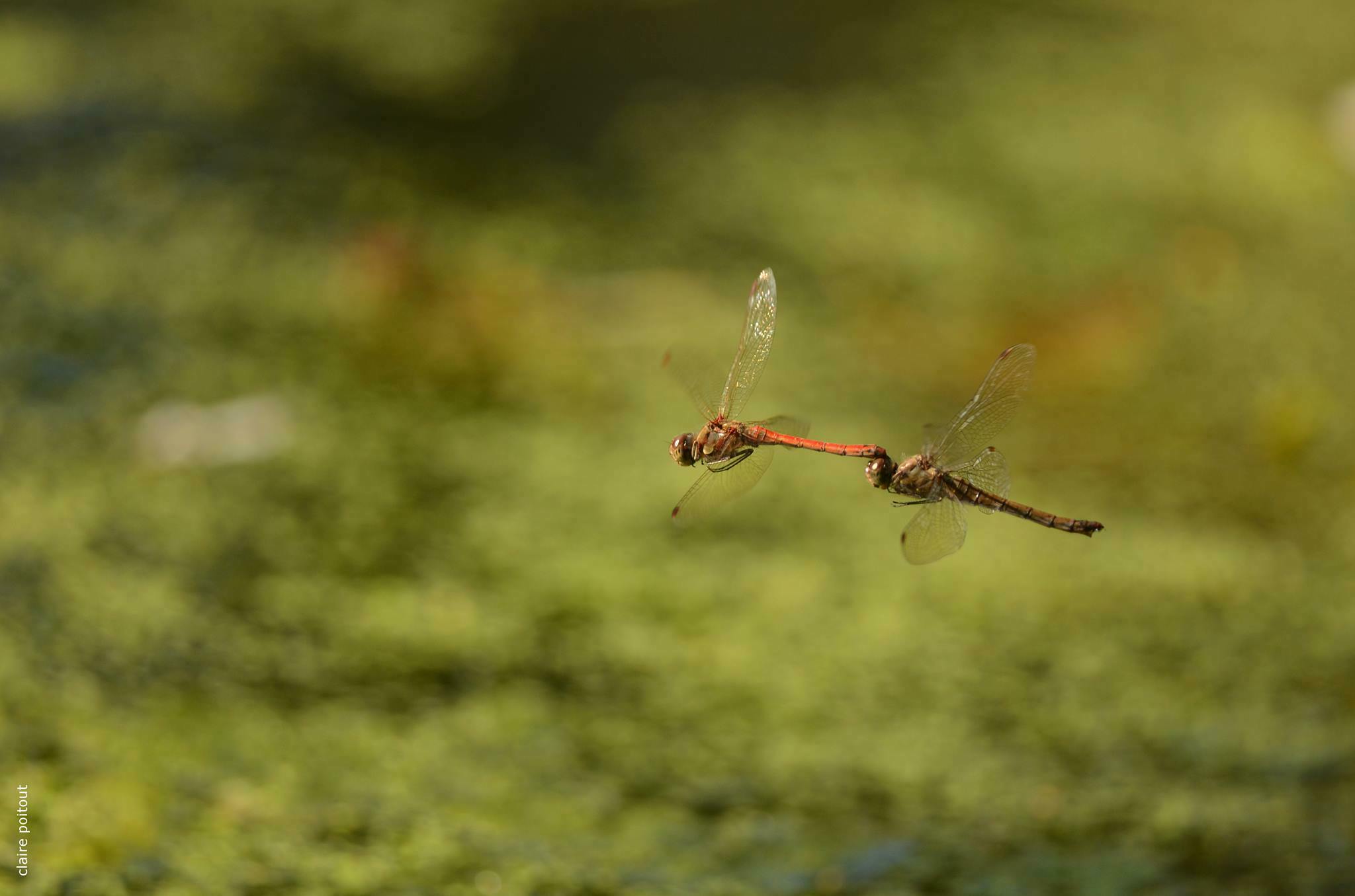 Balade naturaliste : féérie et magie avec les demoiselles et libellules