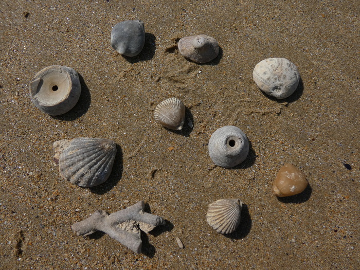 Fossiles, coquillages et l'évolution des espèces