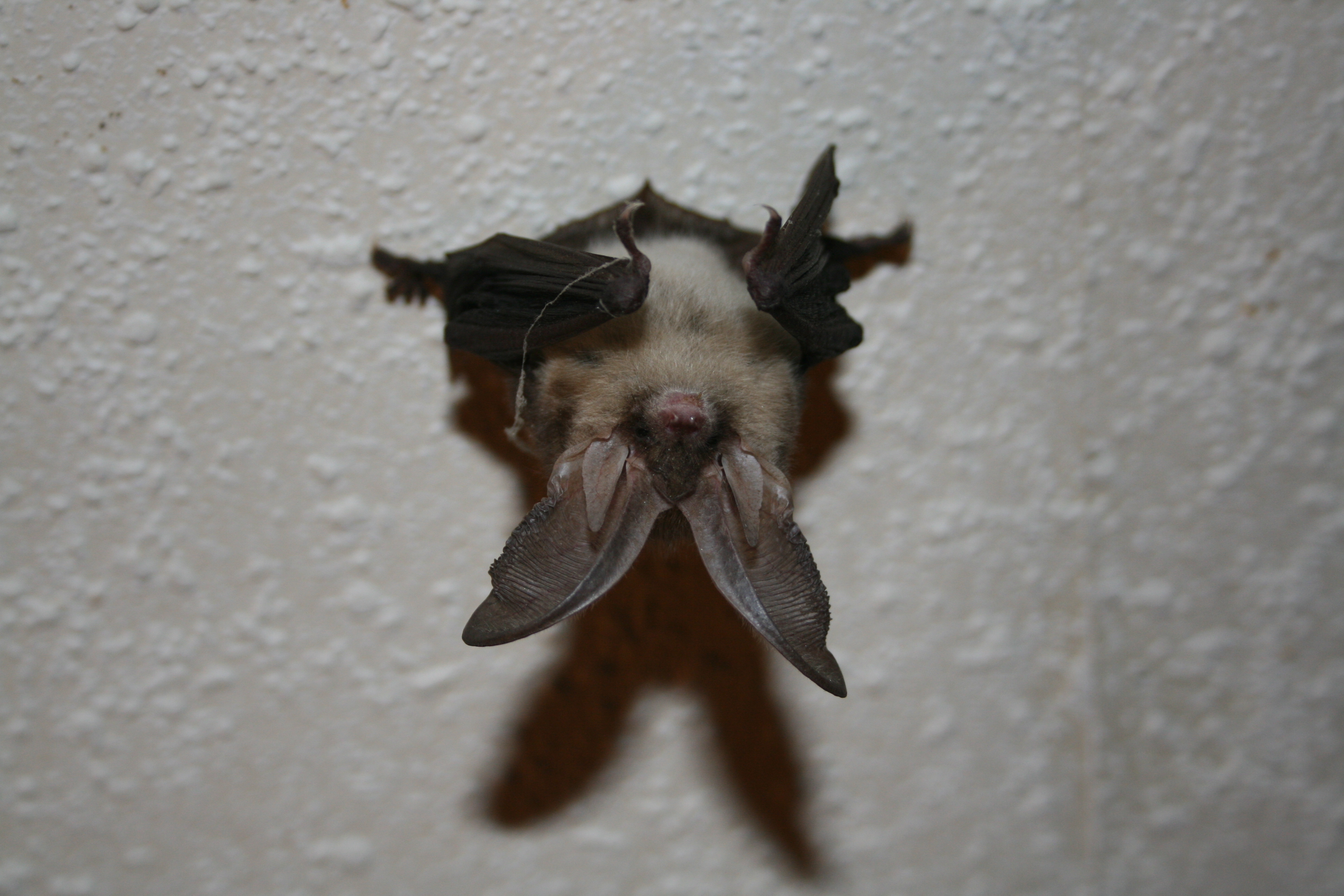 A la découverte des chauves-souris de mon village