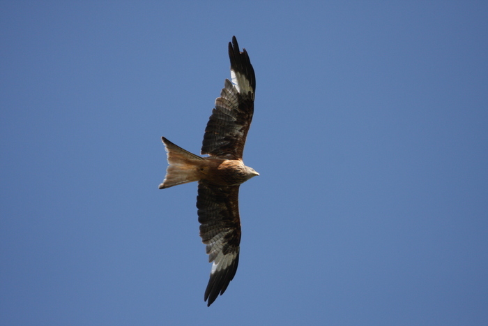 Point d'observation et de comptage d'oiseaux