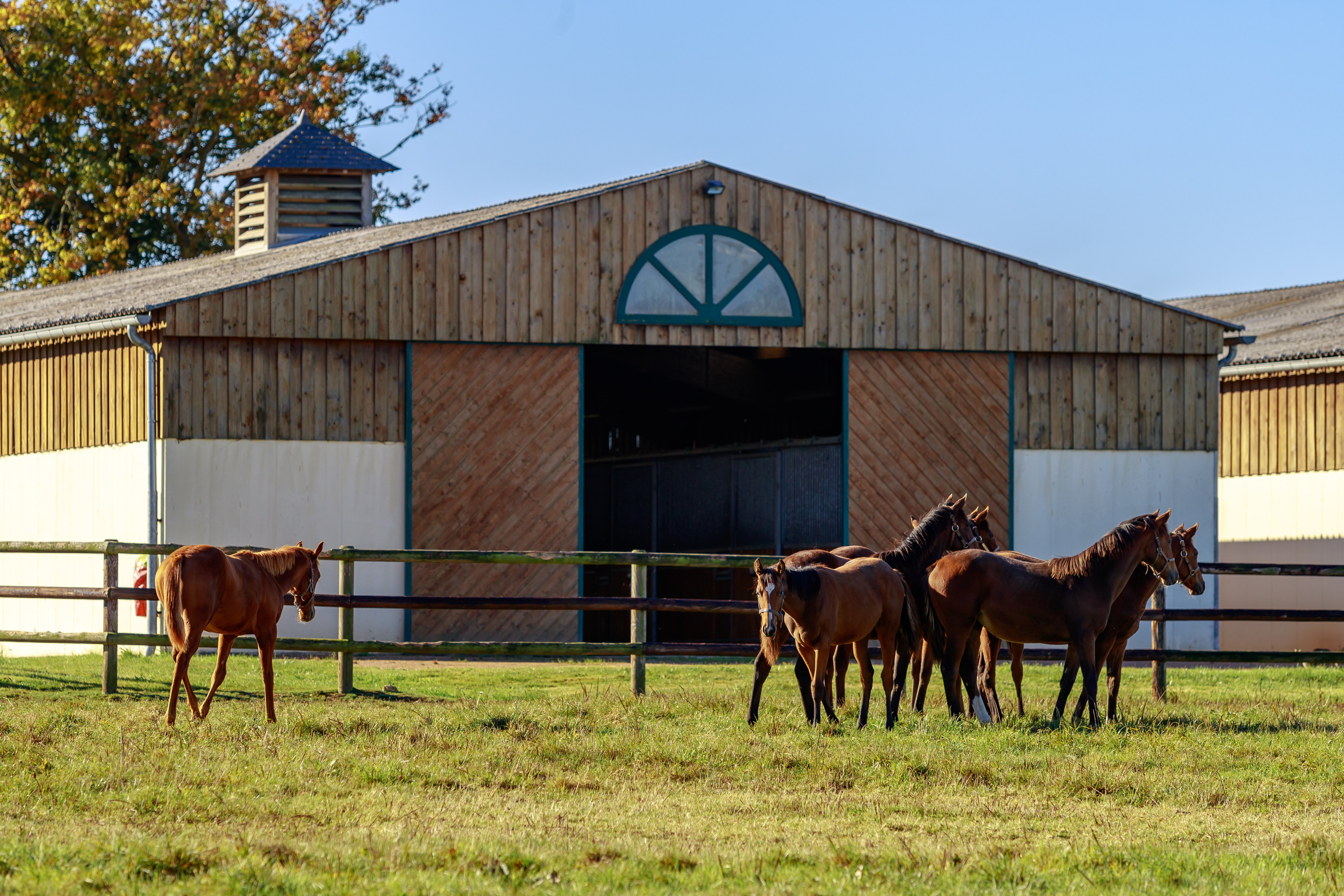 Visite de SUMBE Haras de Montfort & Préaux