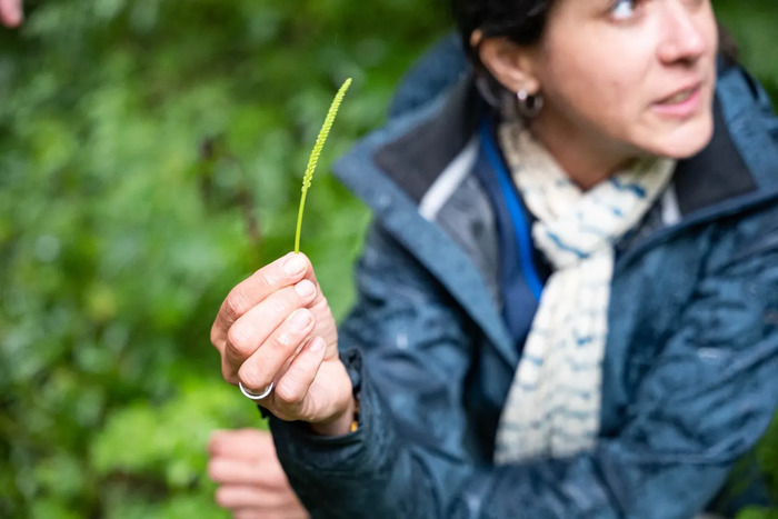 Balade botanique plantes sauvages comestibles et médicinales
