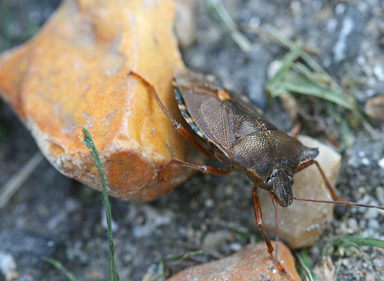 A la découverte des insectes