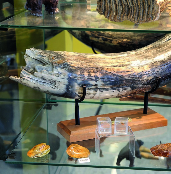 Musée des Origines de la Terre à la Préhistoire