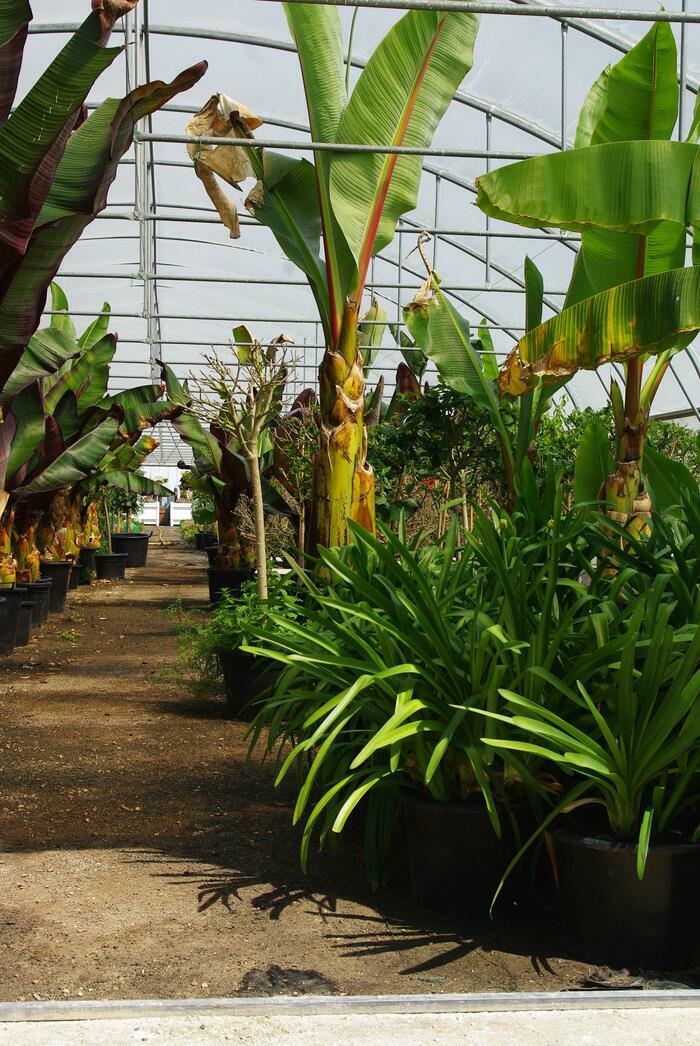 JOURNÉE PORTES OUVERTES AUX SERRES MUNICIPALES (de 9h à 16h)