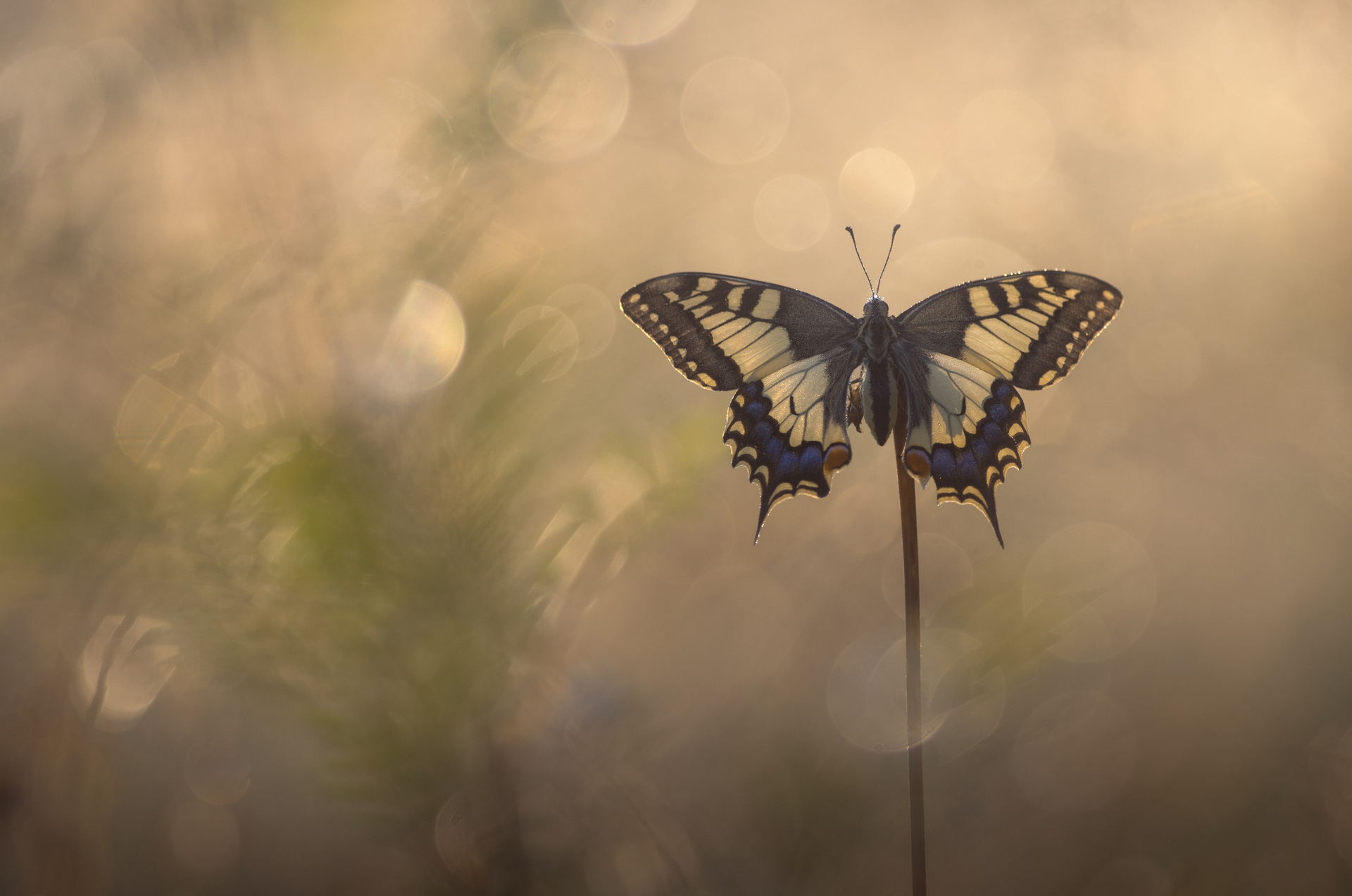 Atelier de curiosité : Photographie naturaliste