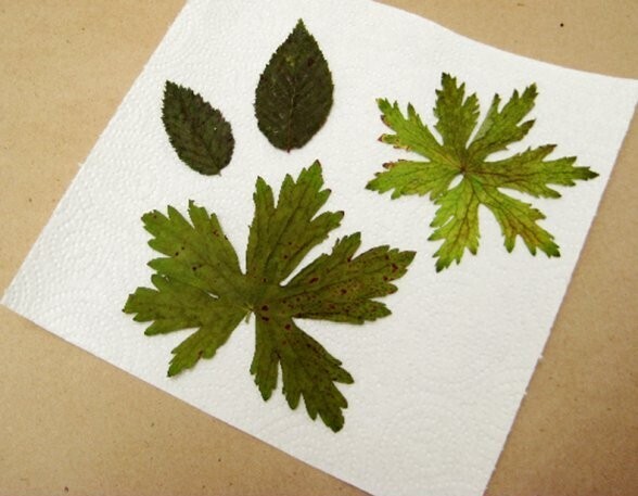 Atelier "herbier"