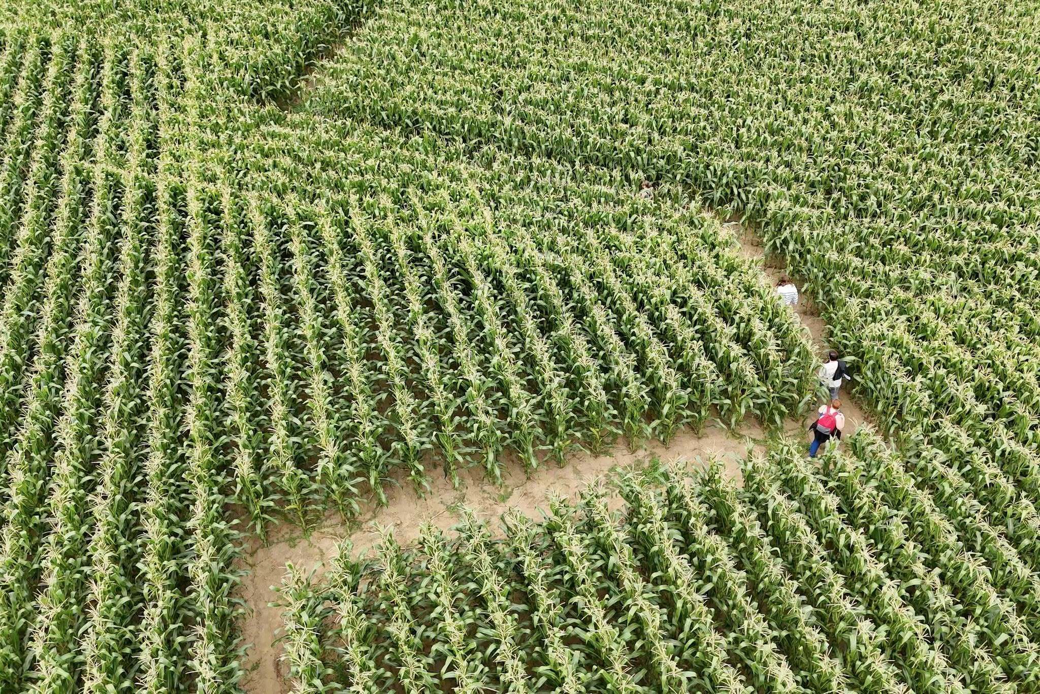 Un labyrinthe grandeur nature à explorer en famille !
