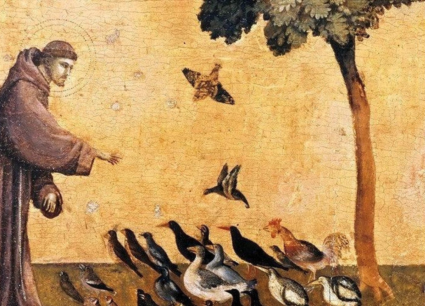 Visite commentée : créations végétales, les 800 ans de Saint François d'Assise