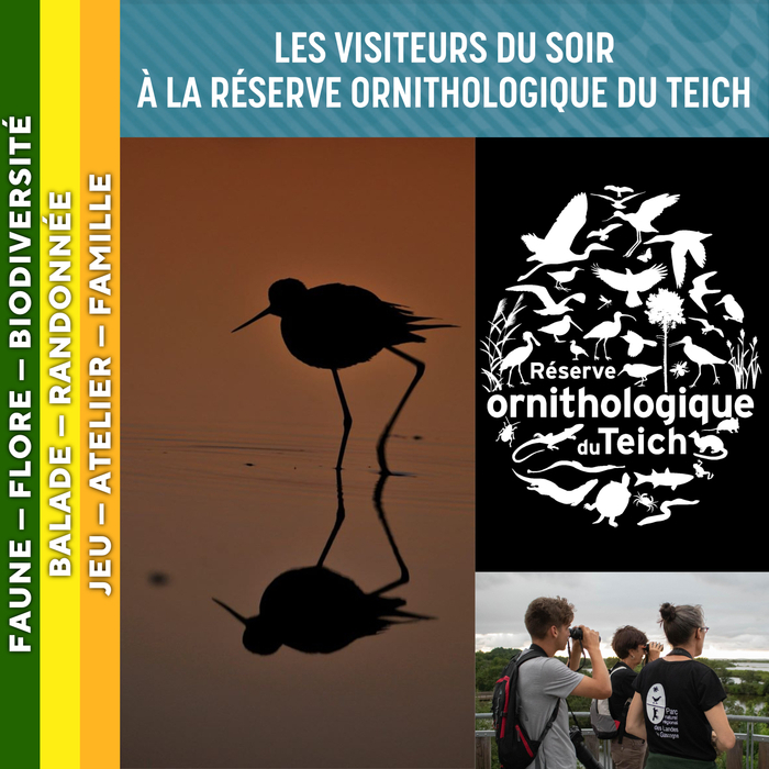 LANDES DE GASCOGNE - Les visiteurs du soir à la réserve ornithologique du Teich