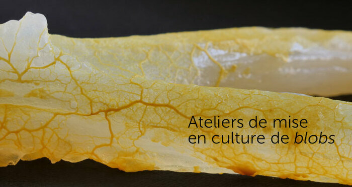 Ateliers gratuits de mise en culture de blobs