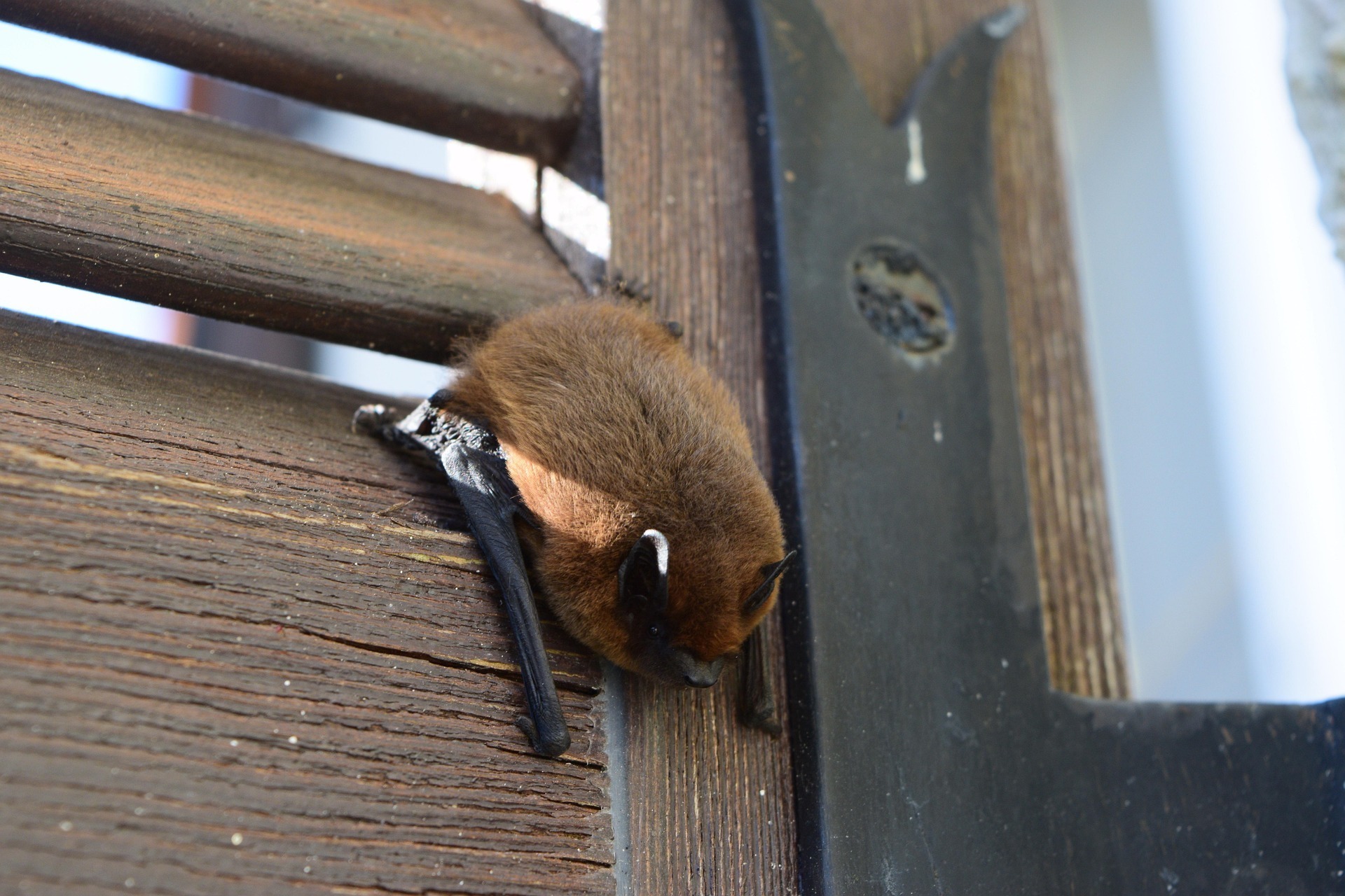 Circuit : mystérieuses chauve-souris