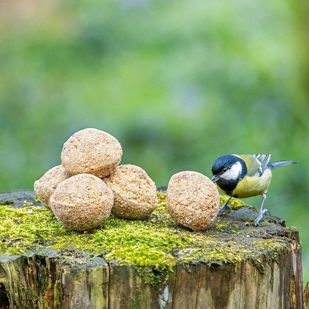 Atelier "fabriquer des boules de graisse pour les oiseaux"