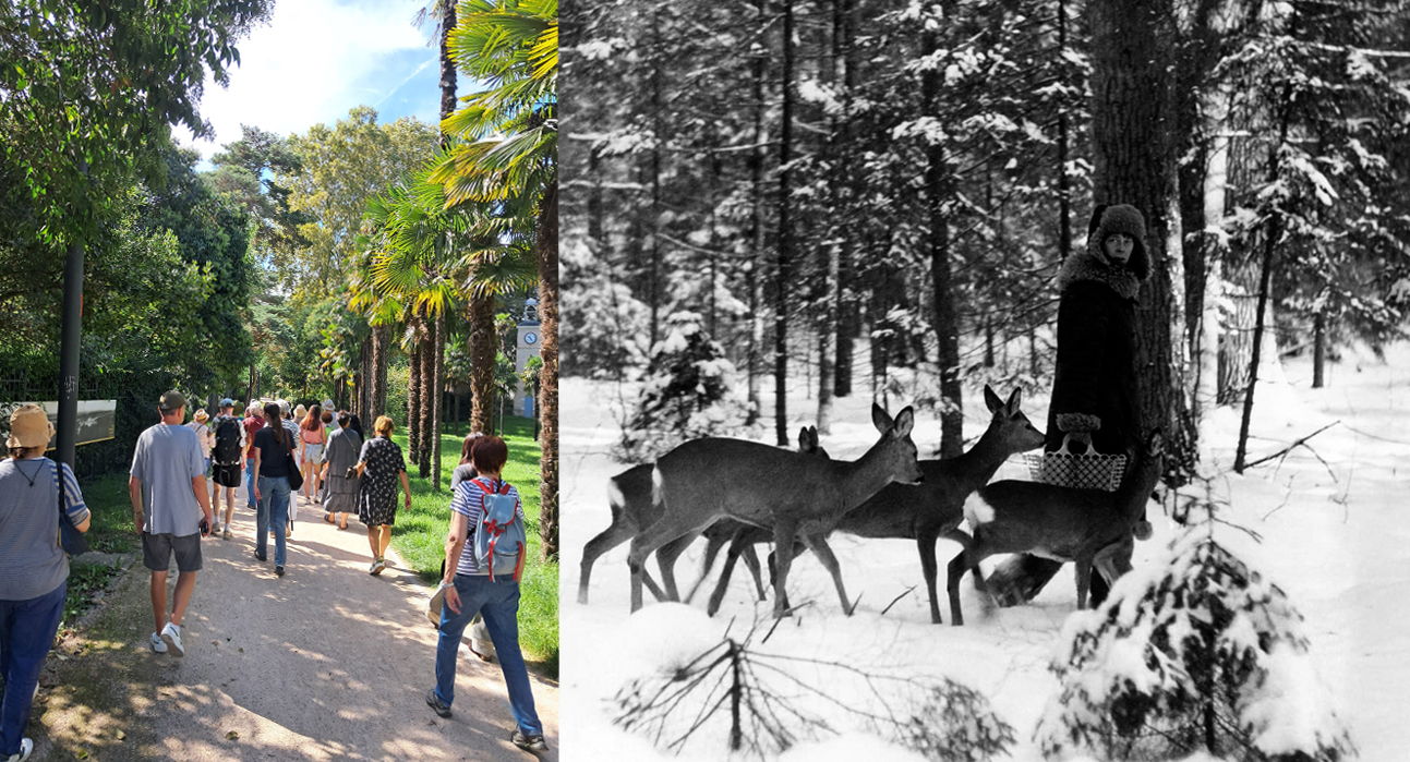 La forêt à portée de rue - Parcours botanique autour de l’exposition Bialowieza, la forêt vivante de Lech & Simona