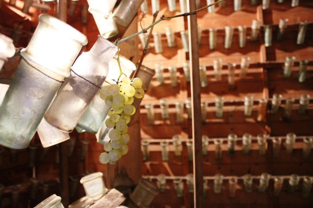 Le chasselas de Thomery : des jardins au fruitier Salomon
