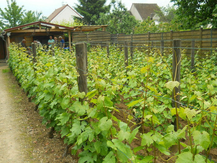 Découverte du vignoble de Saint-Martin avec dégustation du Ginglet 2025