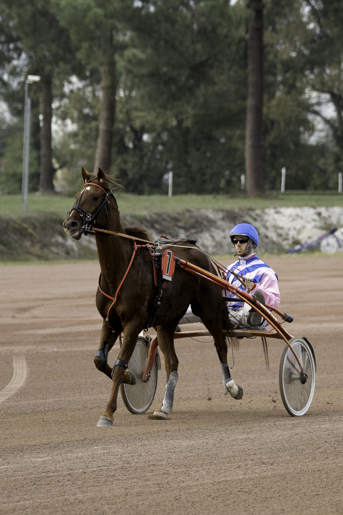 Courses hippiques du vendredi 27 décembre