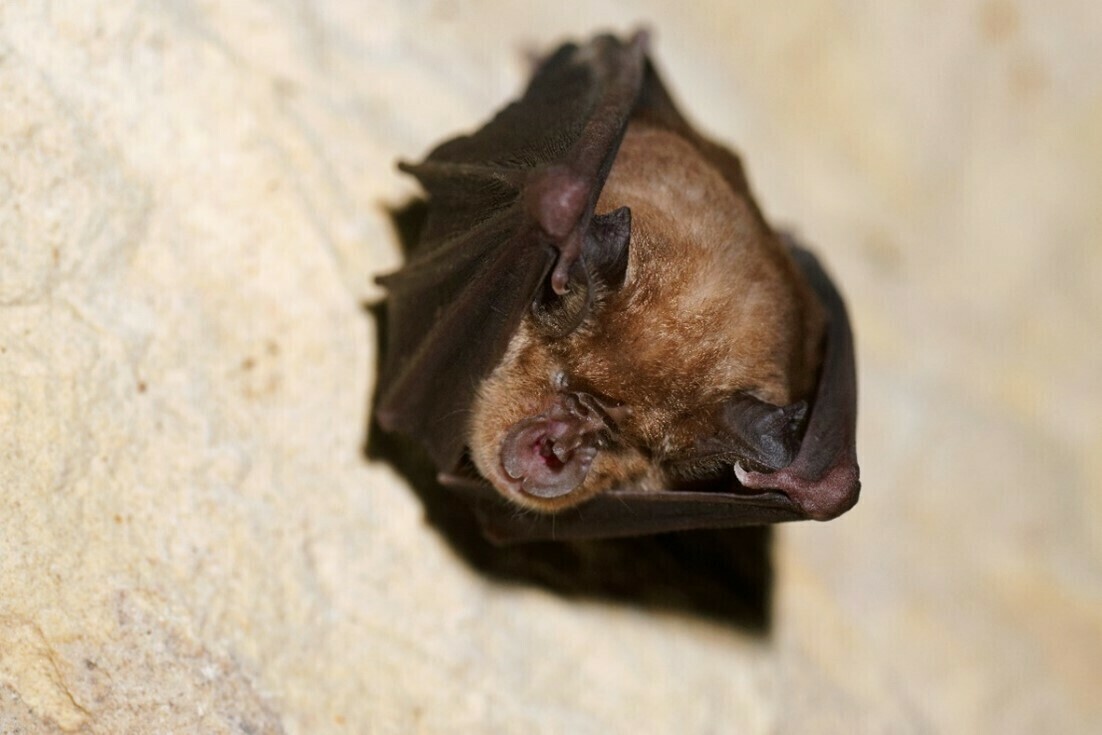 Soirée chauve-souris