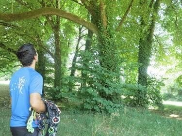Grimpe dans les arbres avec Ianis d'Arbor Addict