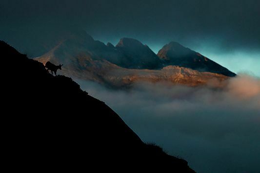 Aventure photo Isard