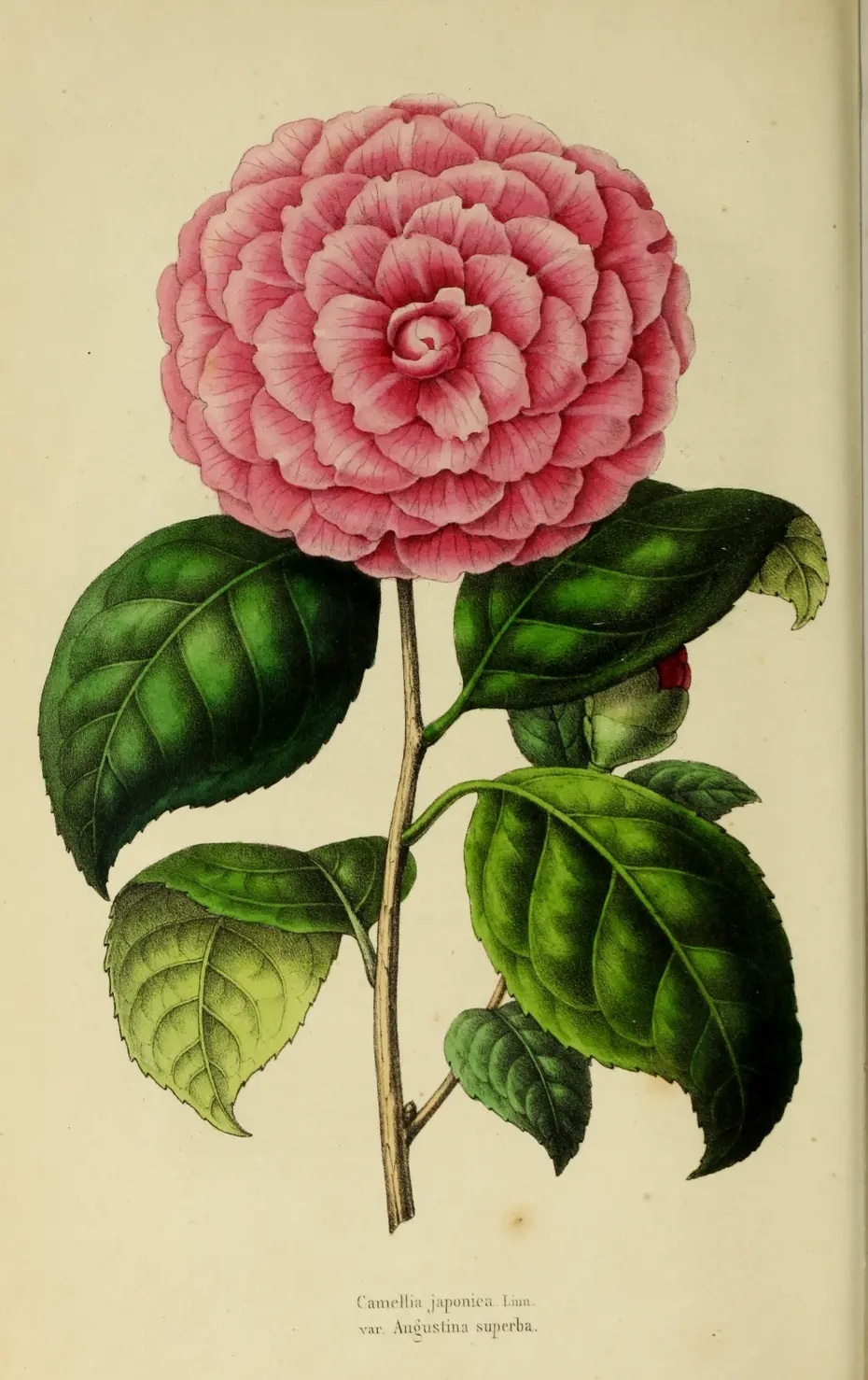 La bibliothèque de la Société d'horticulture, 180 ans de recherche