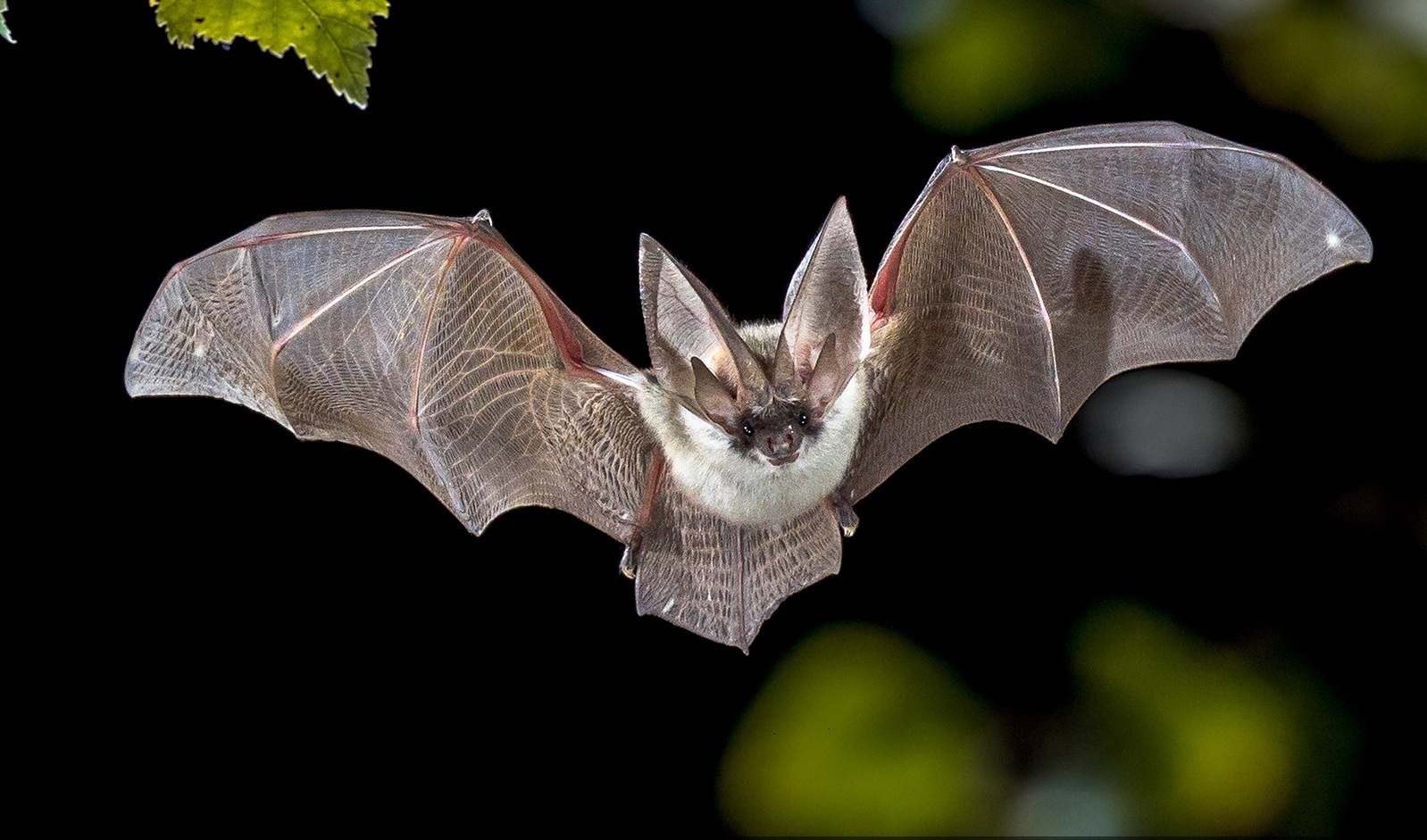Nuit de la chauve-souris