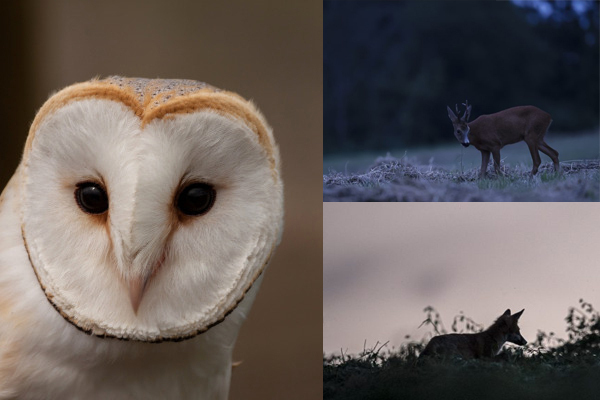 À l'écoute de la nuit et de la faune nocturne