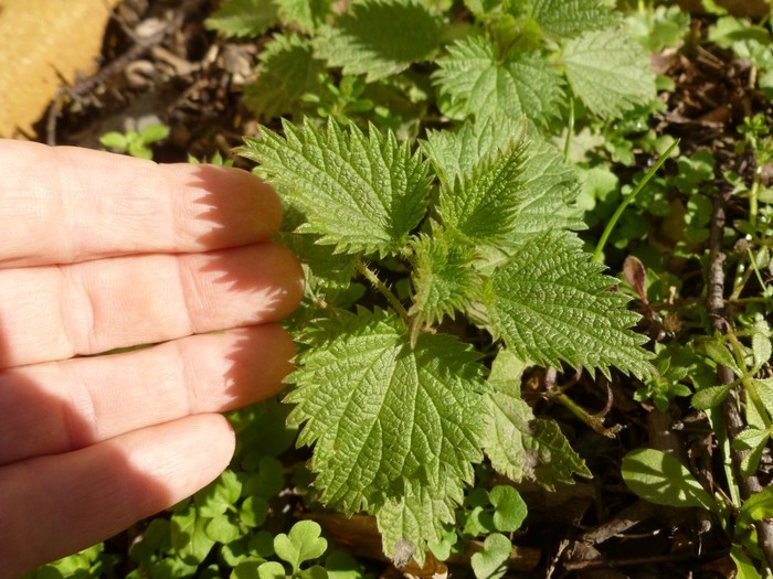 Du plantain à l'ortie