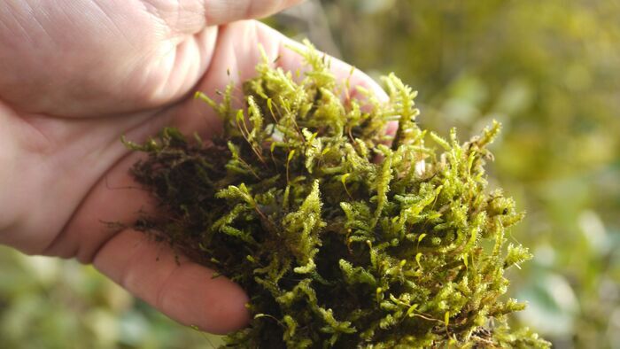 Observation des mousses: ces coussins verts et mouillés