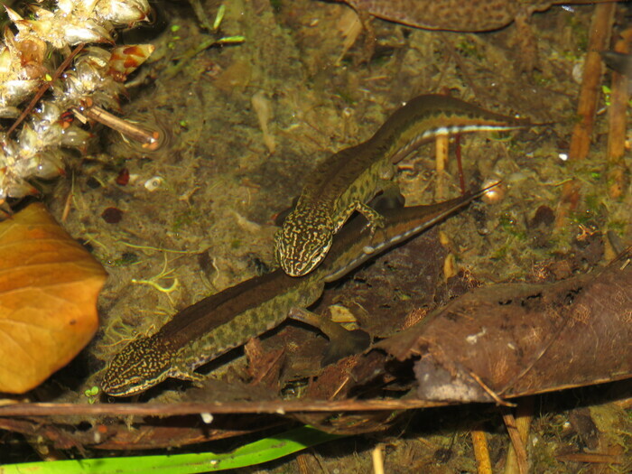 Sortie coorganisée par Île-de-France Nature