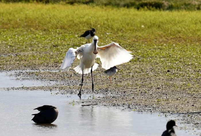 Venez découvrir les oiseaux migrateurs qui trouvent refuge dans la Réserve Naturelle Nationale du Domaine de Beauguillot