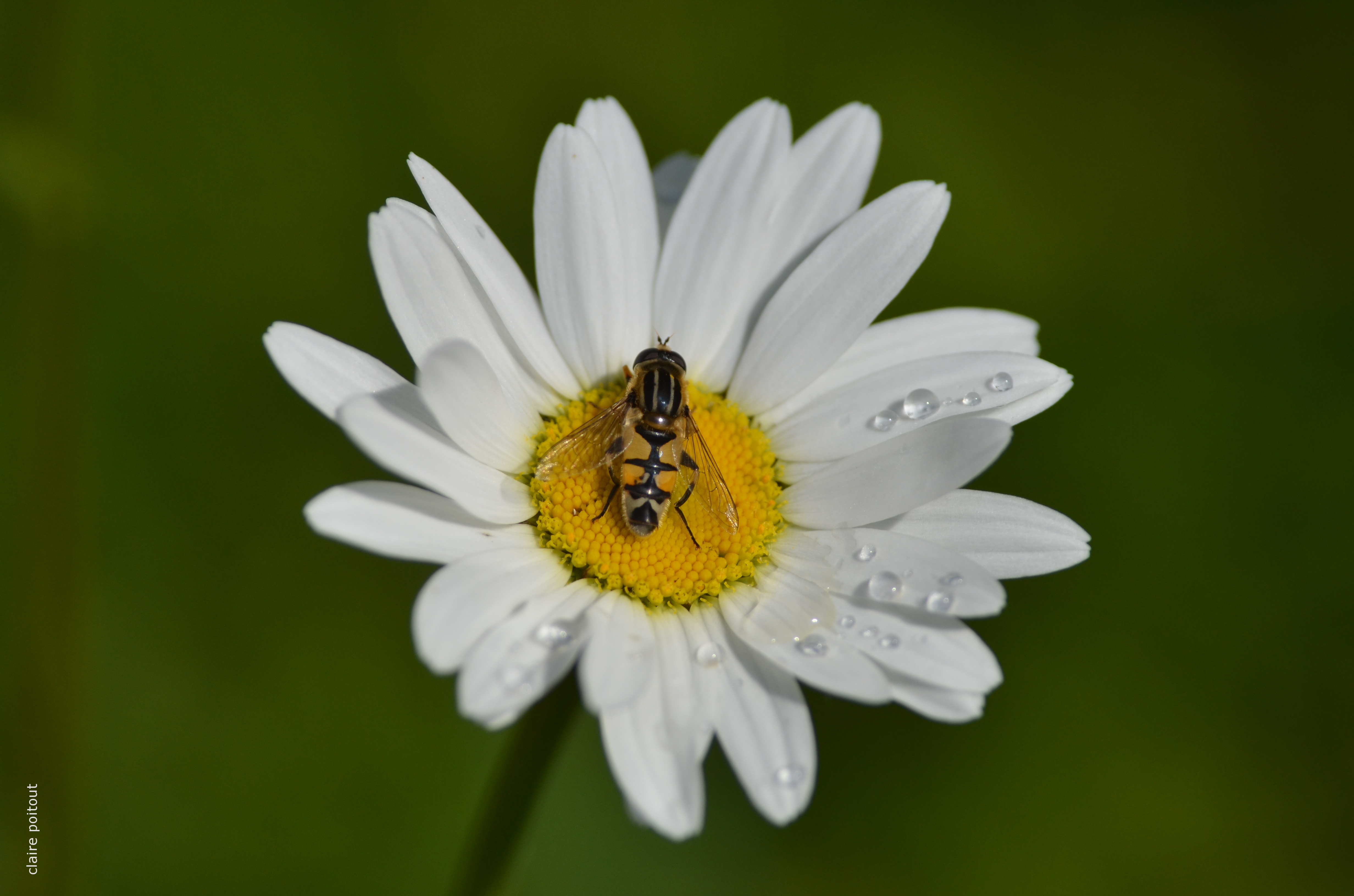 Les 7 grandes familles d'insectes