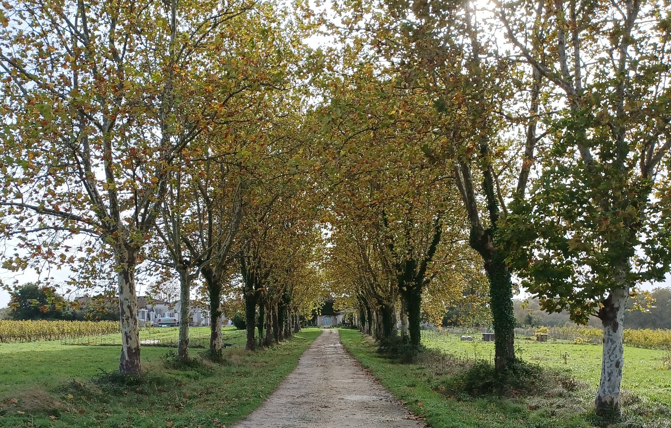 Visite et dégustation : ouverture exceptionnelle du domaine de Sentout