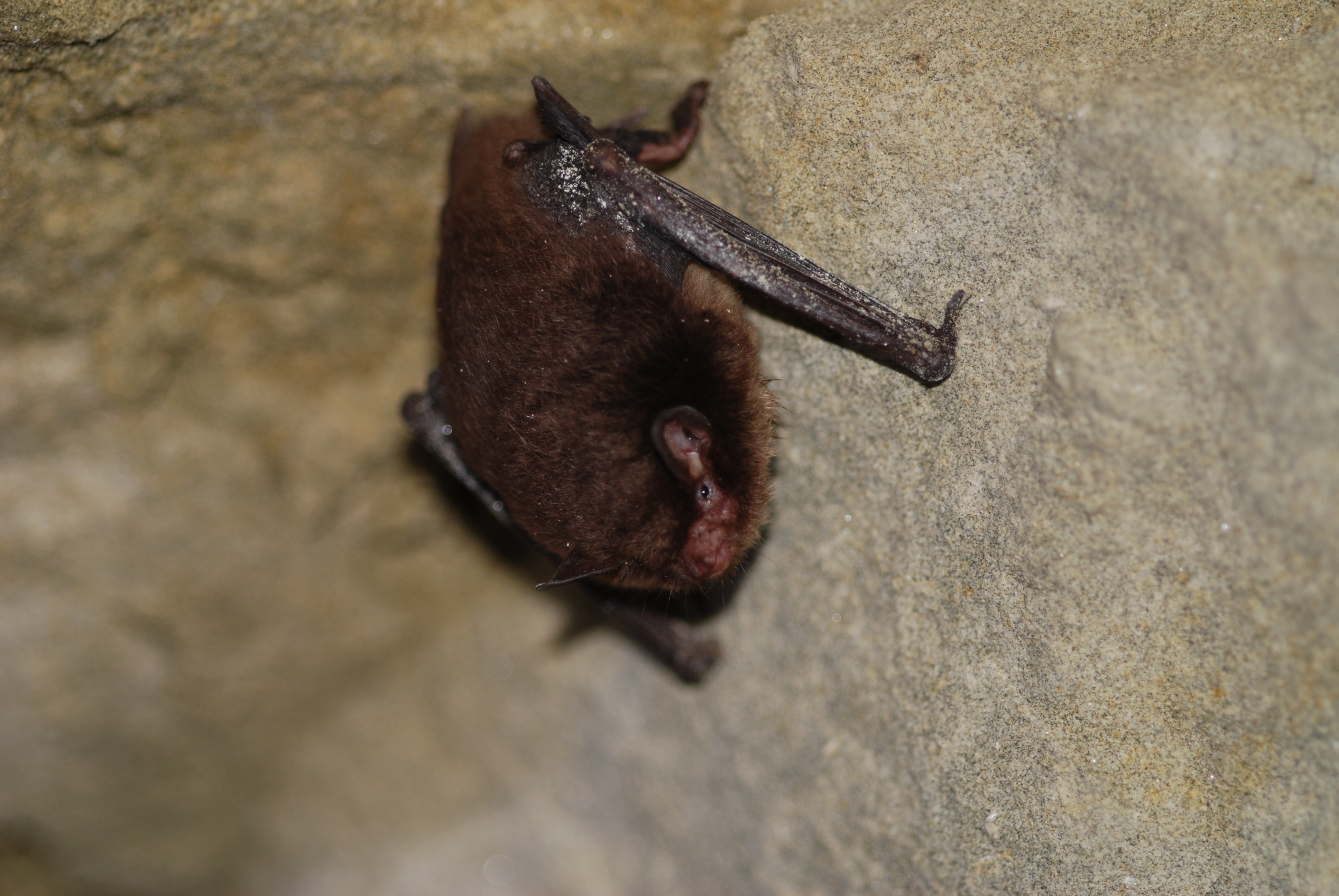 Chauve qui peut ! Des souris volantes !