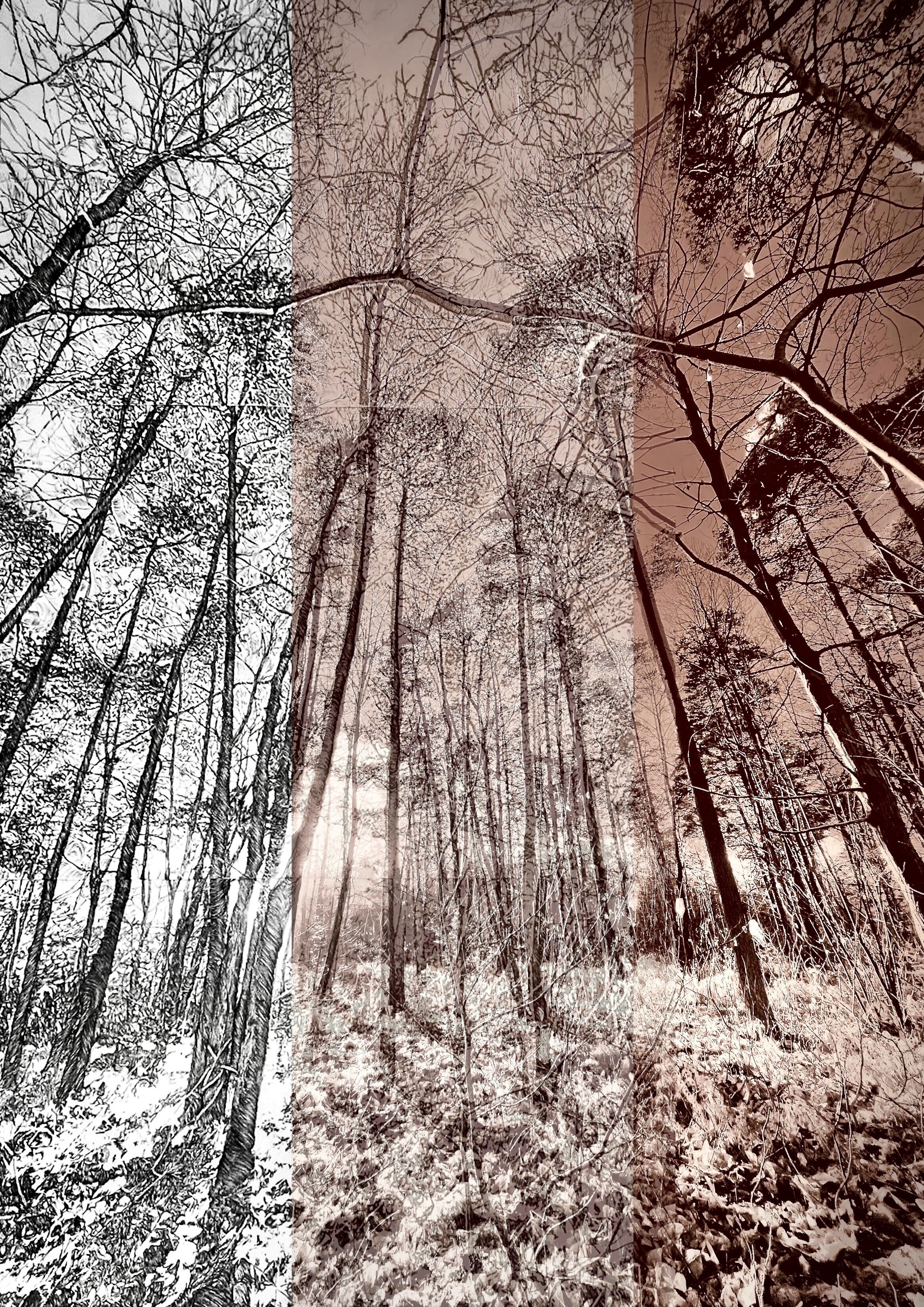 Caroline Leite « Métamorphoses photographiques »