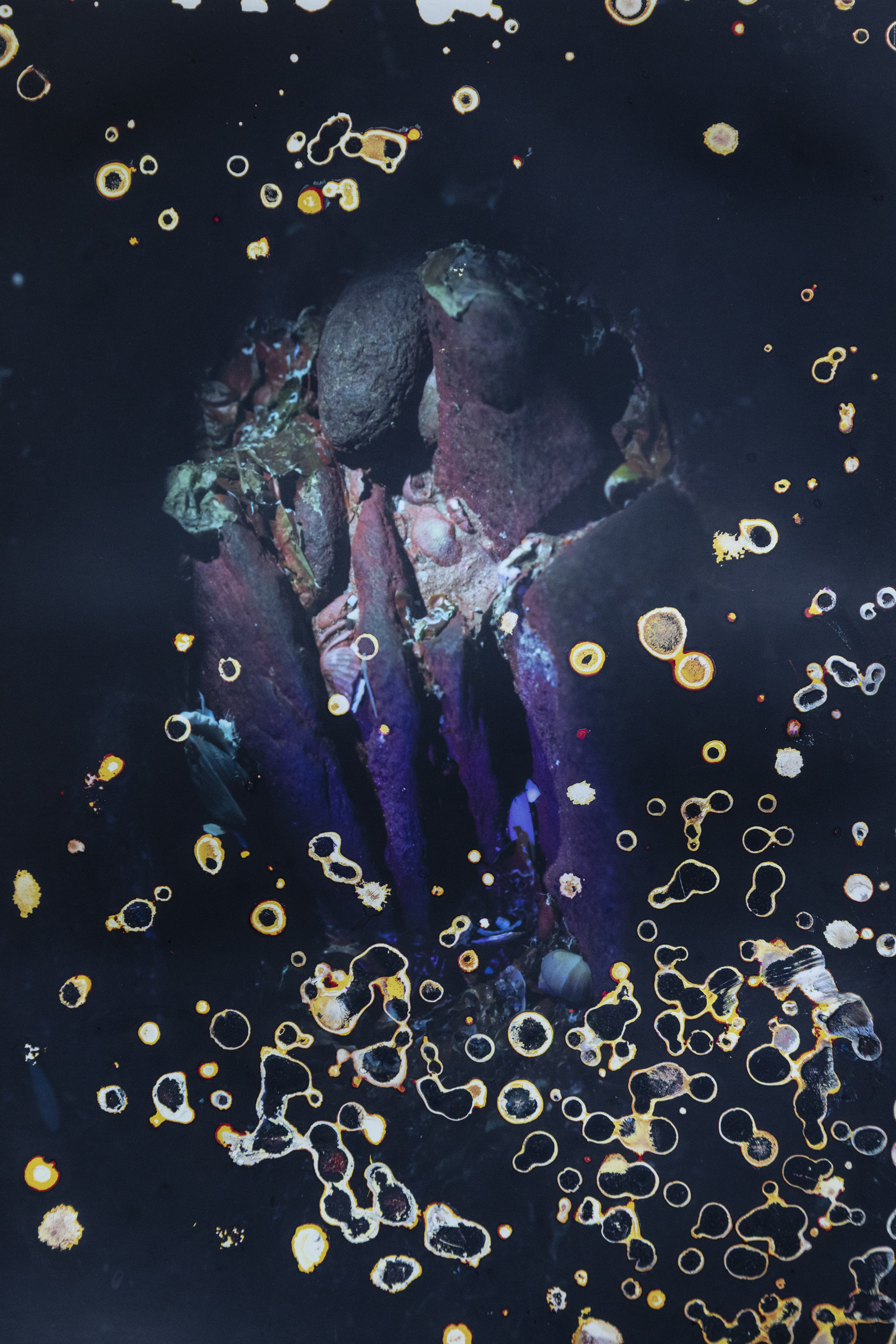 Exposition "Red bloom. Photographies d'Alice Pallot"