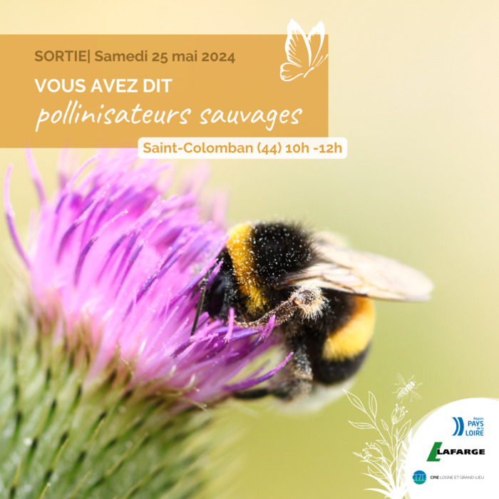 Vous avez dit pollinisateurs sauvages ?