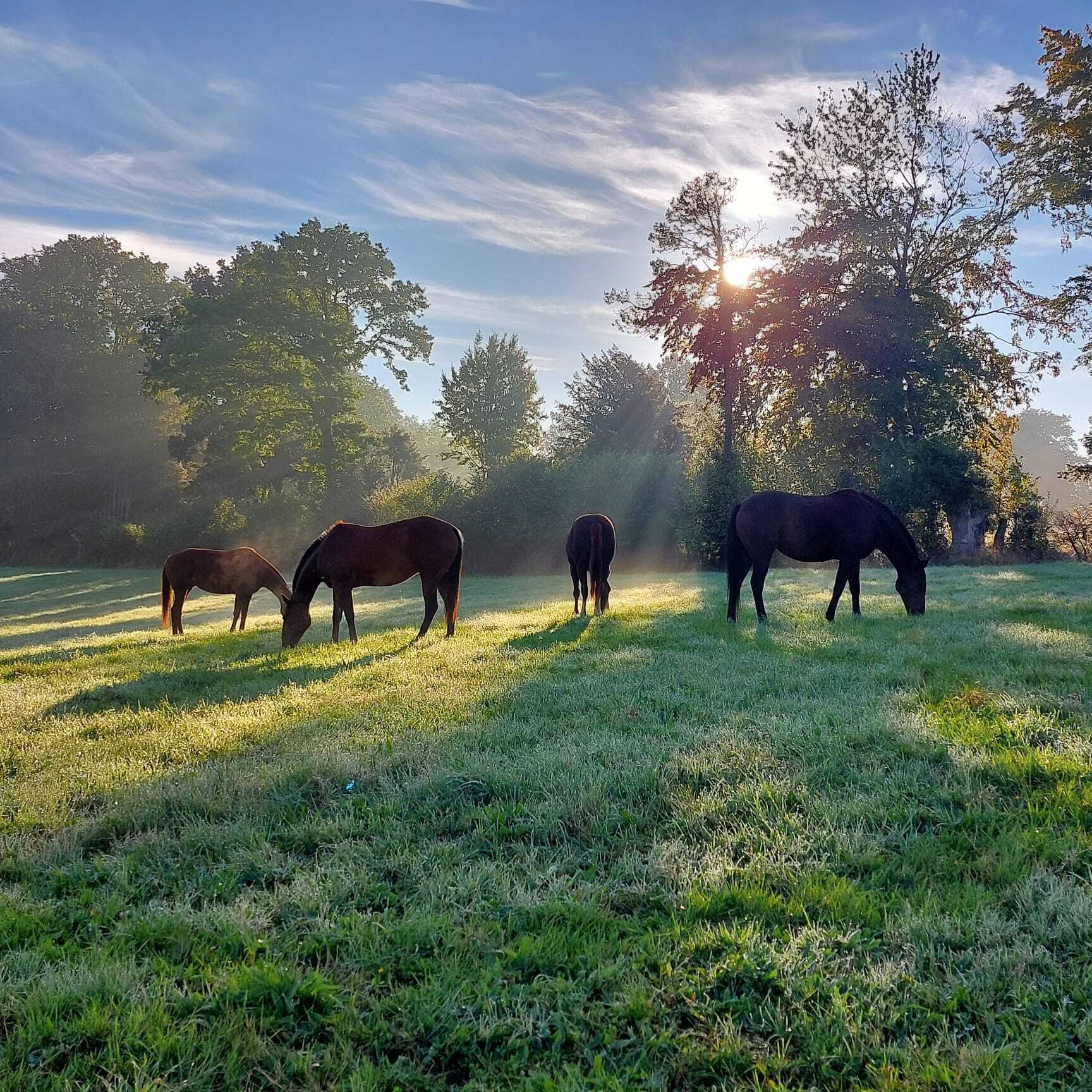 Visite du haras Polo de Campo