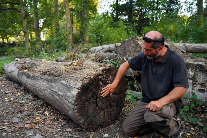 Un autre regard sur l'arbre